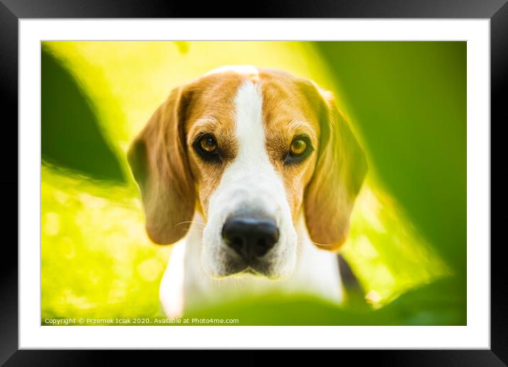 Portrait of Beagle dog between green leaves outdoors. Framed Mounted Print by Przemek Iciak