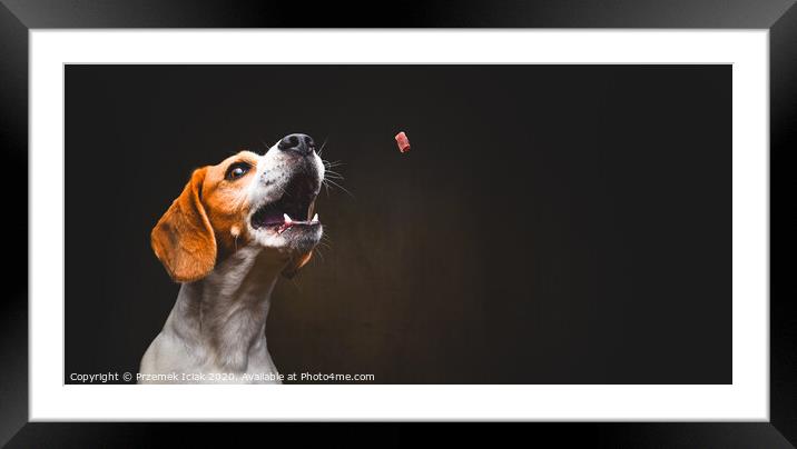 Tricolor Beagle dog waiting and catching a treat in studio, against dark background. Framed Mounted Print by Przemek Iciak