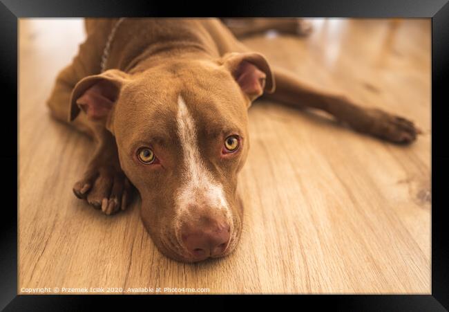 Dog lying on wooden floor indoors, brown amstaff terrier resting, big sad eyes looking at camera Framed Print by Przemek Iciak