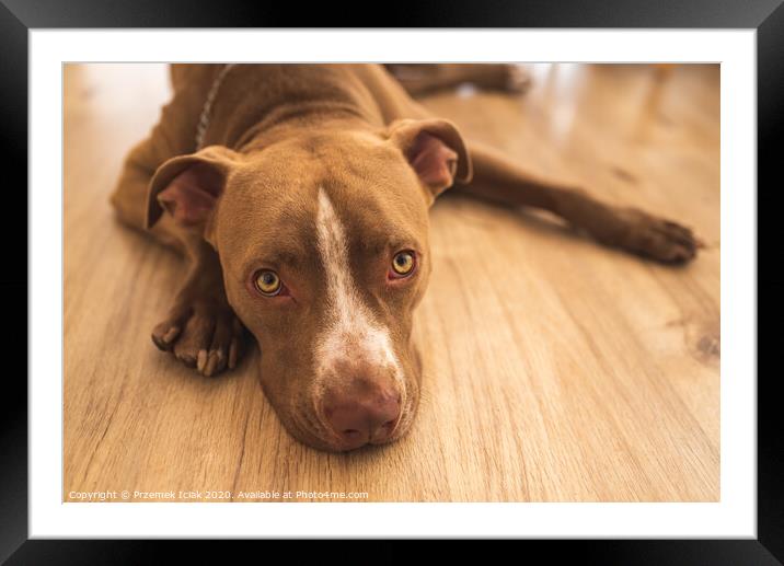 Dog lying on wooden floor indoors, brown amstaff terrier resting, big sad eyes looking at camera Framed Mounted Print by Przemek Iciak