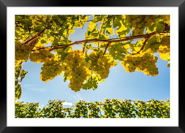 White grapes growing on vine in bright sunshine light. Framed Mounted Print by Przemek Iciak