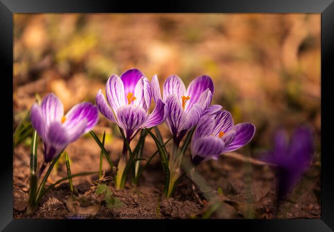Crocus, plural crocuses or croci is a genus of flowering plants in the iris family. A bunch of crocuses, a meadow full of crocuses,on yellow dry grass Framed Print by Przemek Iciak