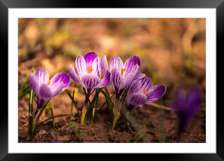 Crocus, plural crocuses or croci is a genus of flowering plants in the iris family. A bunch of crocuses, a meadow full of crocuses,on yellow dry grass Framed Mounted Print by Przemek Iciak