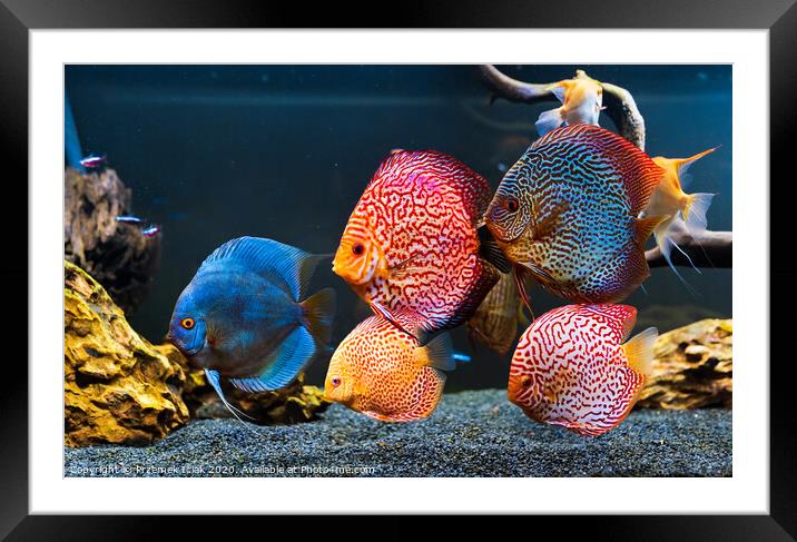 Colorful fish from the spieces Symphysodon discus in aquarium. Framed Mounted Print by Przemek Iciak