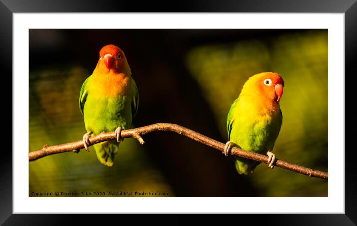 Two Beautiful parrots, Sun Conure on tree branch. Framed Mounted Print by Przemek Iciak
