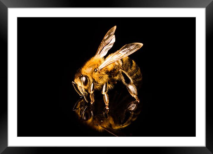 Honey bee macro, isolated on black background. Bee concept. Framed Mounted Print by Przemek Iciak