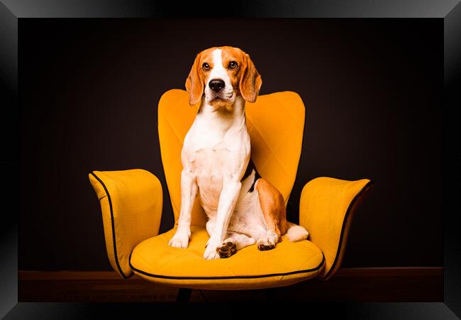 A beagle dog sits on a yellow chair in front of a black background. Cute dog on furniture. Framed Print by Przemek Iciak