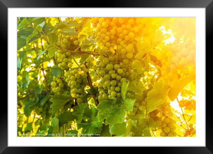 Green grapes on vineyard over bright green background. Sun flare Framed Mounted Print by Przemek Iciak