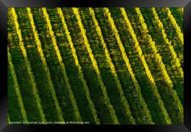 Rows Of Vineyard Grape Vines. Autumn Landscape. Austria south Styria . Abstract Background Of Autumn Vineyards Rows. Framed Print by Przemek Iciak