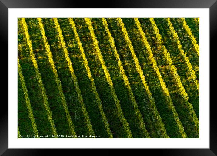 Rows Of Vineyard Grape Vines. Autumn Landscape. Austria south Styria . Abstract Background Of Autumn Vineyards Rows. Framed Mounted Print by Przemek Iciak