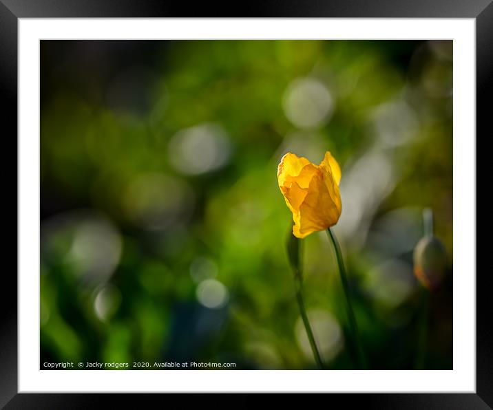 Yellow Poppy with bokeh Framed Mounted Print by Jacky rodgers