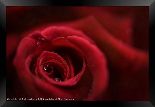 Red rose with raindrops Framed Print by Jacky rodgers