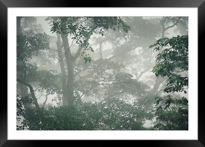 Beautiful landscape shot of a misty forest Framed Mounted Print by federico stevanin