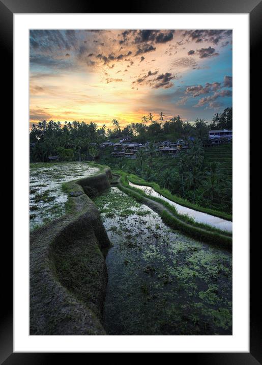 Tegallalang rice teracces In Bali, Indonesia Framed Mounted Print by federico stevanin