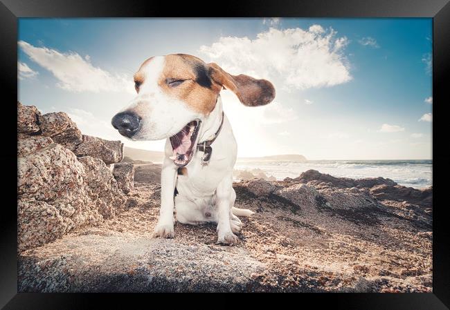 smiling beagle dog  Framed Print by federico stevanin