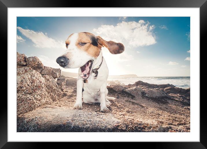 smiling beagle dog  Framed Mounted Print by federico stevanin