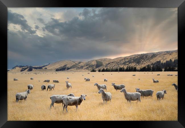 flock of sheep graze at sunset in a valley Framed Print by federico stevanin