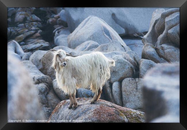 wild goat among the rocks Framed Print by federico stevanin