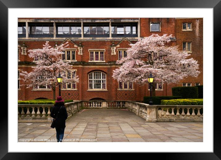 Woman walking in Cherry blossom trees with red beautiful buildings in London, England Framed Mounted Print by Luis Pina