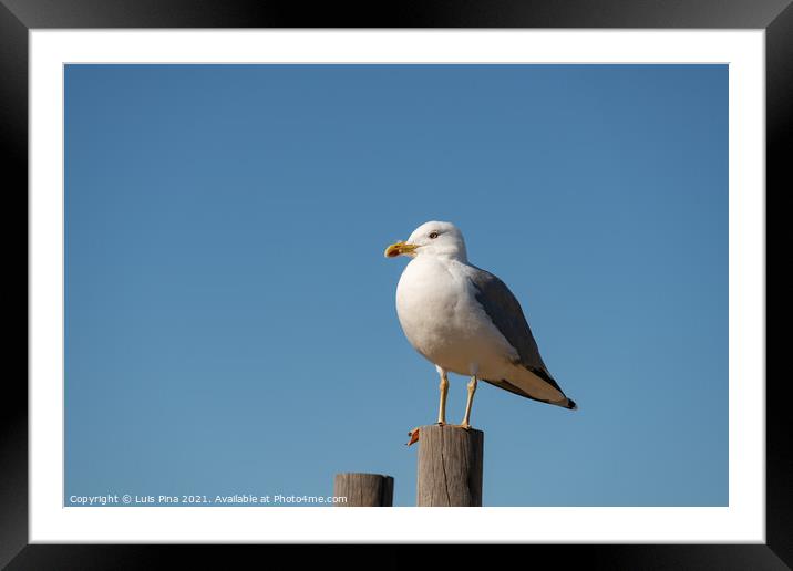 Seagull on a sunny day with a blue sky foreground, in Portugal Framed Mounted Print by Luis Pina