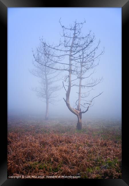 Trees in the fog in Lousa mountain, Portugal Framed Print by Luis Pina