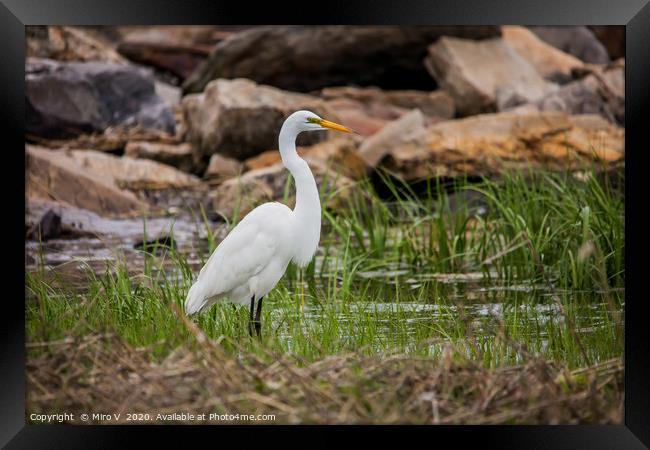 Great egret standing  in ocean water looking for f Framed Print by Miro V