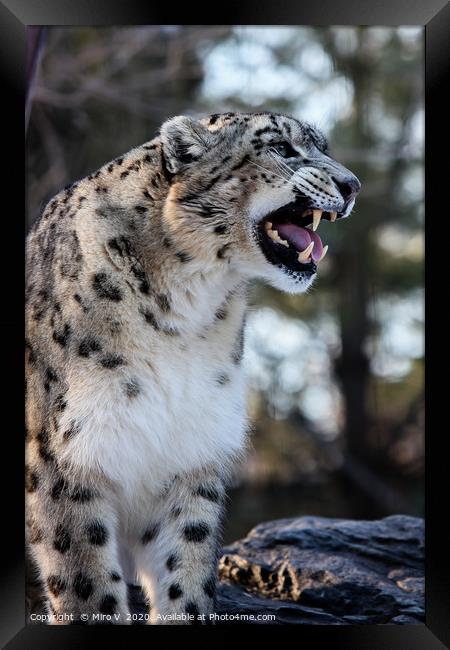 Snow Leopard  Framed Print by Miro V
