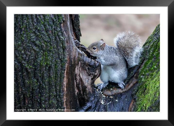 Grey squirrel on tree finding food Framed Mounted Print by Miro V