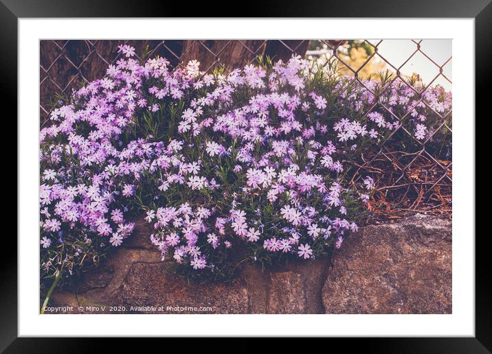 Purple flovers in springtime outside  around stone Framed Mounted Print by Miro V