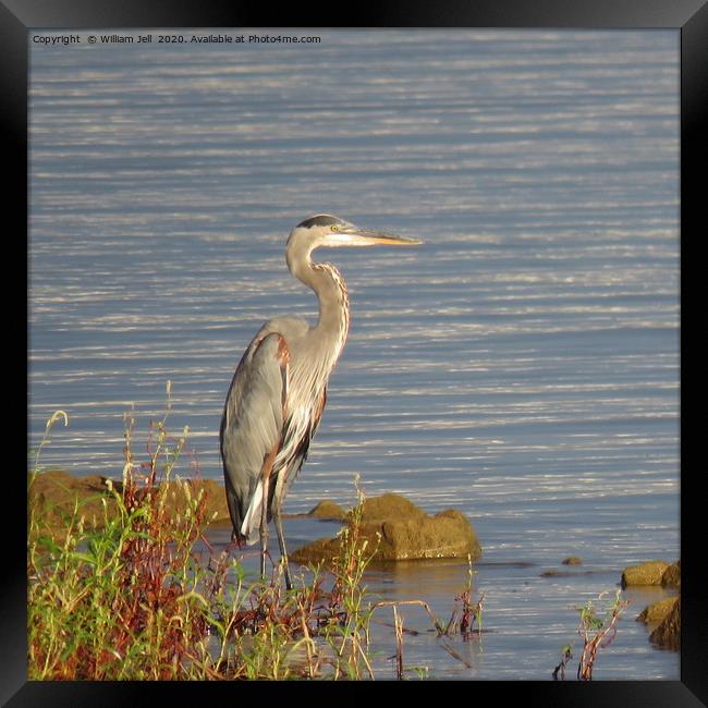 Great Blue Heron searching for breakfast Framed Print by William Jell
