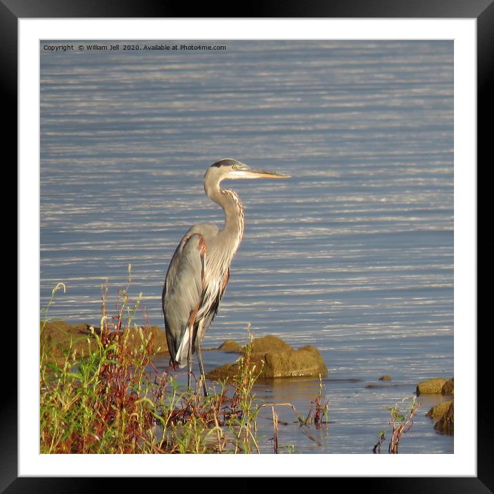 Great Blue Heron searching for breakfast Framed Mounted Print by William Jell