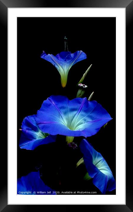 Filtered Morning Glory Flowers Framed Mounted Print by William Jell