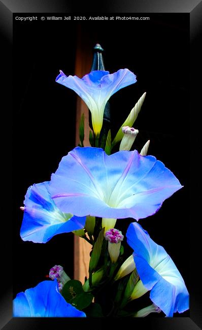 Filtered closeup of Morning Glory Flowers Framed Print by William Jell