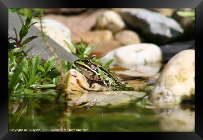 Frog Framed Print by  Bullysoft