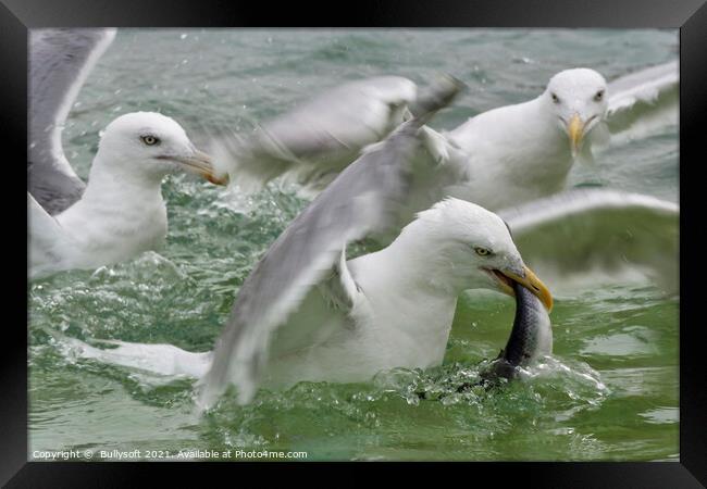 Seagul is fishing Framed Print by  Bullysoft