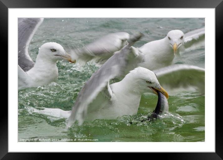 Seagul is fishing Framed Mounted Print by  Bullysoft