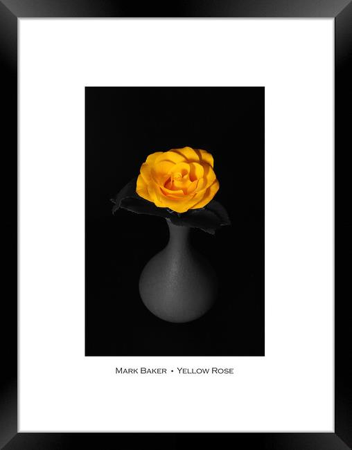 Yellow Rose. Framed Print by mark baker