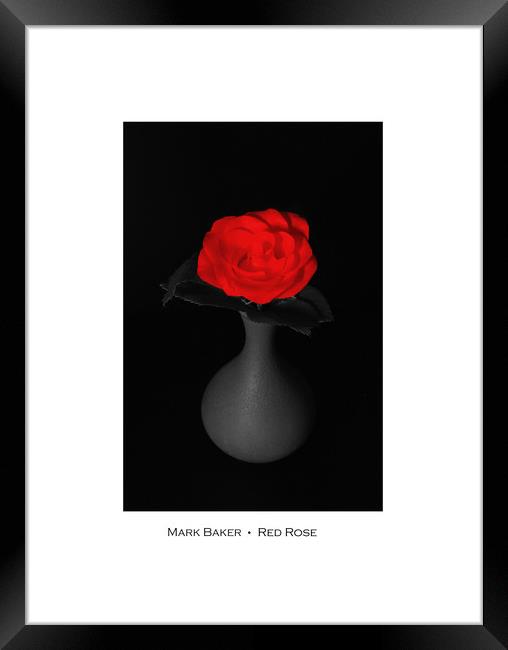  Red Rose. Framed Print by mark baker