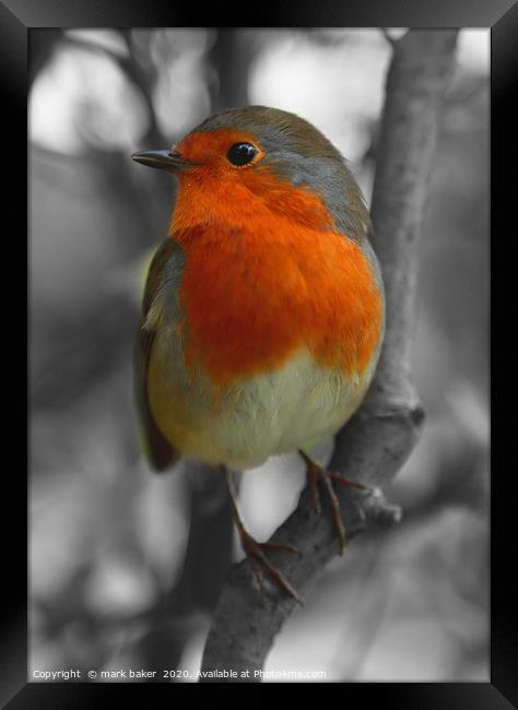 Robin Red Breast. Framed Print by mark baker