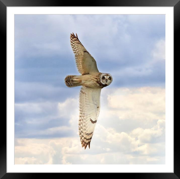Short Eared Owl Hunting at Sunset Framed Mounted Print by Virginia Saunders
