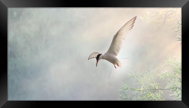 Tern Hovering in a Shaft of Light Framed Print by Virginia Saunders