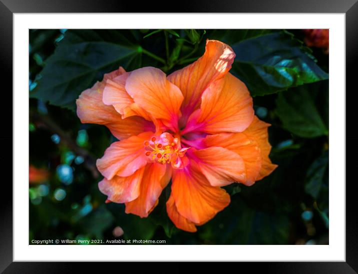 Double Orange Tropical Hibiscus Flower Florida Framed Mounted Print by William Perry