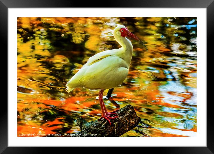 American White Ibis Looking For Fish Florida Framed Mounted Print by William Perry