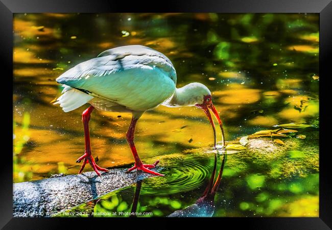 American White Ibis Looking For Fish Florida Framed Print by William Perry