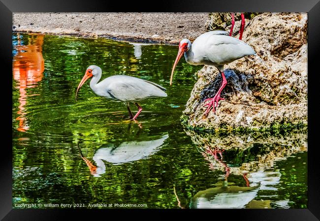 American White Ibises Looking For Fish Florida Framed Print by William Perry