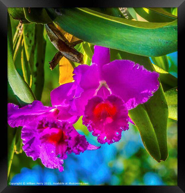 Purple Pink Cattleya Orchids Flowers Florida Framed Print by William Perry