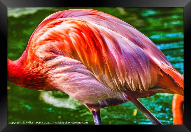 Colorful Orange Pink Feathers American Flamingo Reflections Flor Framed Print by William Perry