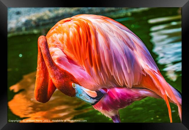 Colorful Orange Pink American Flamingo Reflections Florida Framed Print by William Perry