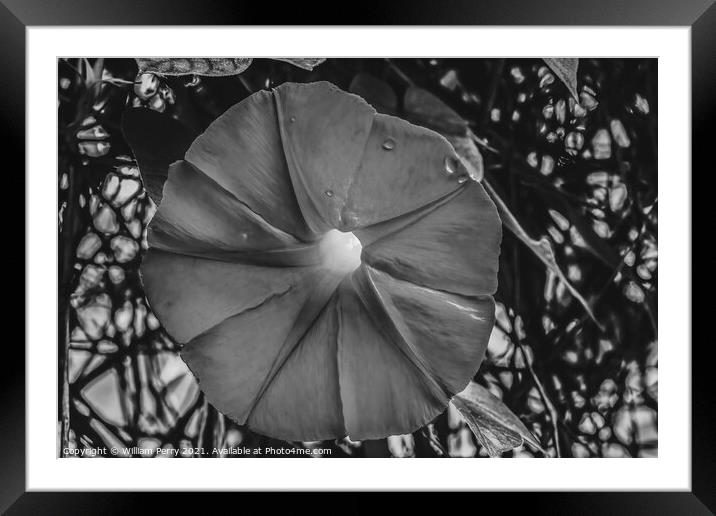 Black White Morning Glory Blossom Blooming Macro Washington Framed Mounted Print by William Perry
