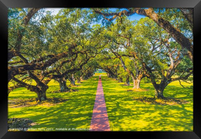 Oak Trees Oak Alley Plantation Saint James Parish Louisiana Framed Print by William Perry
